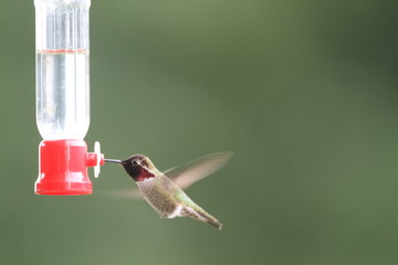 Anna's Hummingbird (Calypte anna ) in Vancouver,Canada 