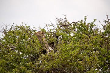 leopard