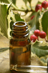 Ruscus aculeatus Butcher's broom Pungitopo Stechender Mäusedorn