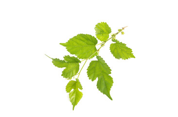 mulberry leaf on the white background.