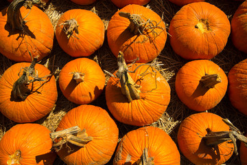 pumpkins fresh picked from the patch