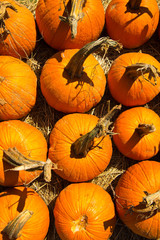 pumpkins fresh picked from the patch