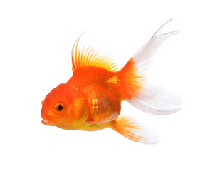 Gold fish isolated on a white background.