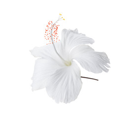 white flower isolated on white background