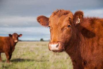 cow