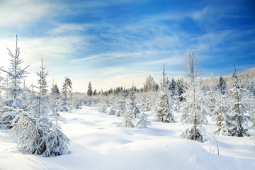 winter landscape with the forest  and blue sky