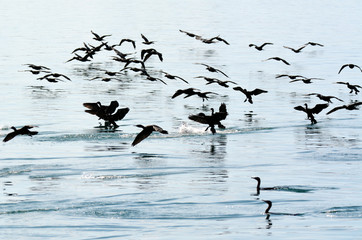 Little black cormorant - Water Birds