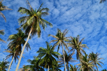 Fototapeta na wymiar Coconut Tree & Blue Sky