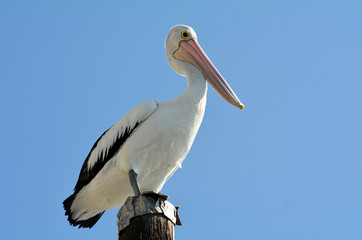 Pelican - Water Birds