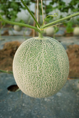 Japanese melon in fruiting stage
