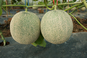 Japanese melon in fruiting stage