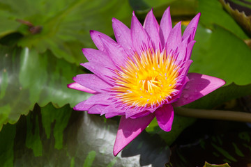 Purple Lotus