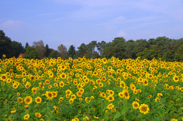 Ein farbenfrohes Sonnenblumenfeld mit blauem Himmel