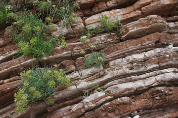 Fototapeta na wymiar Texture of red rock with growing plants close-up