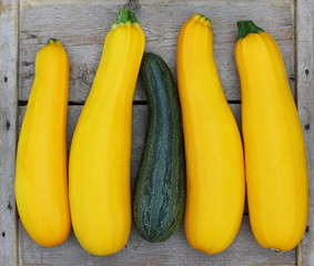 Four brightly yellow zucchini vegetable marrows and one green st