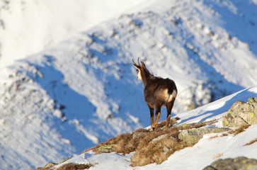Chamois - rupicapra, Tatras