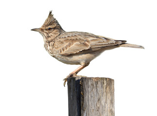 Crested Lark On White