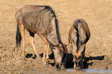 Naklejka na ściany i meble Blue wildebeest drinking water, Pilanesberg National Park