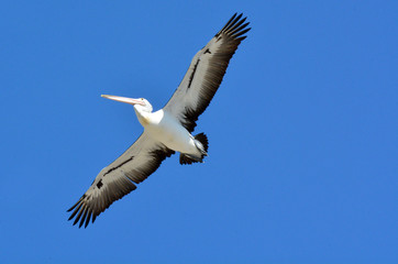 Pelican - Water Birds