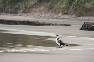 black and white shag standing on the beach