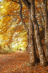Trees in the forest at autumn