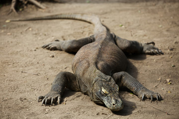 Komodo Dragon, the large lizard in Rinca island