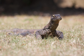 Komodo Dragon, the large lizard in Rinca island