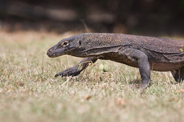 Komodo Dragon, the large lizard in Rinca island
