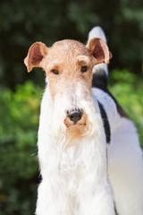 Lovely small snow ruina