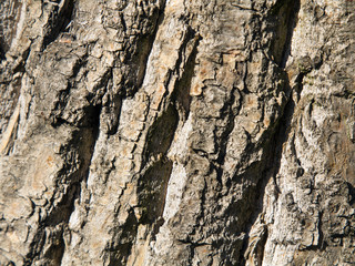tree trunk texture for background