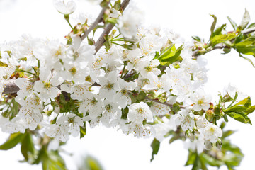 Fototapeta premium Cherry flowers.