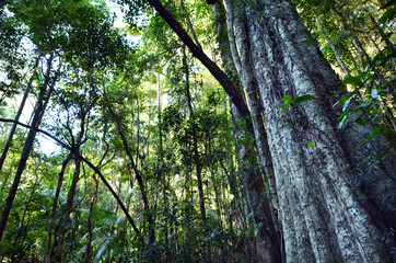 Fototapeta premium Springbrook National Park - Queensland Australia