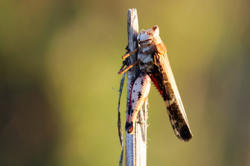 Cavalletta morta