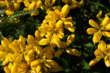 Gen&ecirc;t herbac&eacute; (Chamaespartium sagittale)  