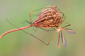 Tipula grossa zanzara