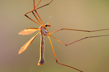 Tipula grossa zanzara