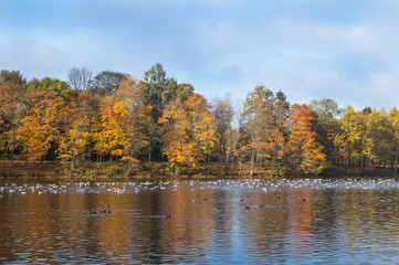 золотая осень на берегу озера