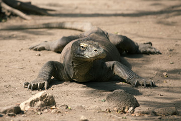 Komodo Dragon, the large lizard in Rinca island