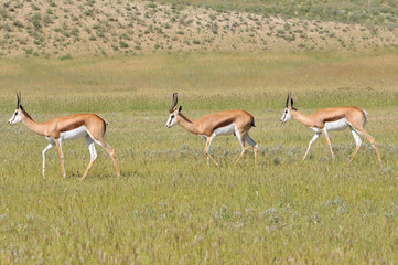 Springbok trio