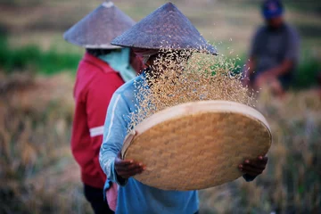 Tuinposter Sifting rice at the field © dislentev