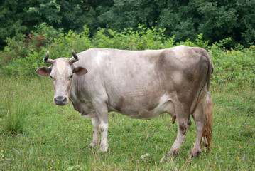 Naklejka na ściany i meble cow in green field