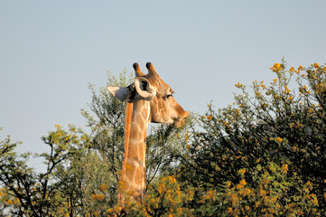 Giraffe eating