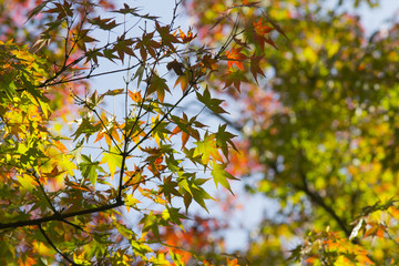Autumn colorful leaves