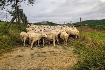 Owce w zagrodzie, Toskania, Włochy © janmiko