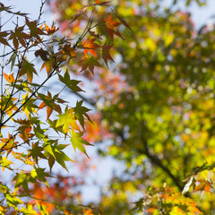 Autumn colorful leaves