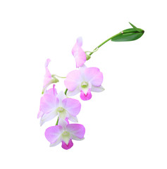 Naklejka na ściany i meble Blooming pink orchid