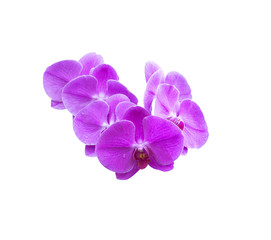 Fototapeta na wymiar Blooming pink orchid