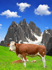 Fototapeta na wymiar Cow in the meadow. Dolomite Alps,Italy