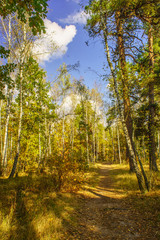 Forest autumn landscape