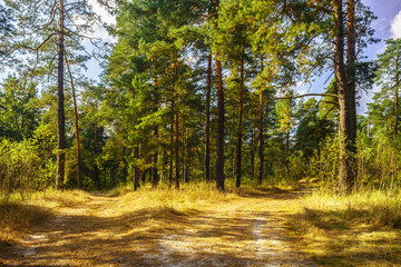 Obraz premium Road to pine forest in the autumn sunny day